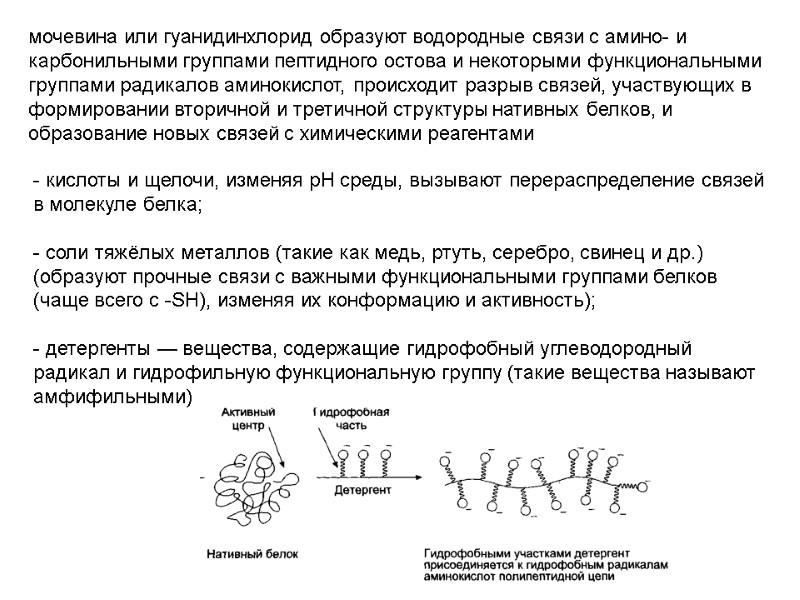 мочевина или гуанидинхлорид образуют водородные связи с амино- и карбонильными группами пептидного остова и